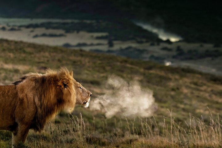 Addo Elephant Park, Lion